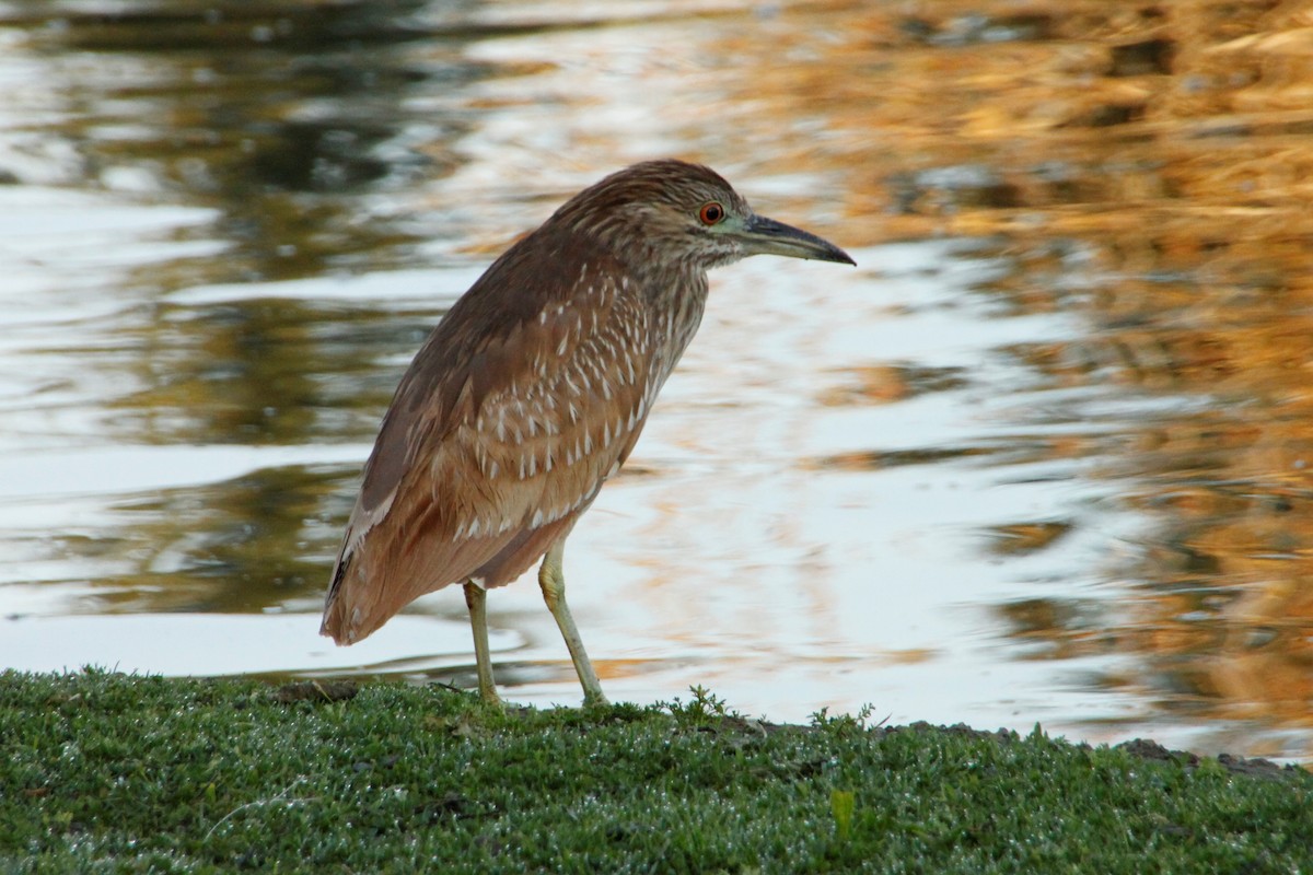 Black-crowned Night Heron - ML427999921