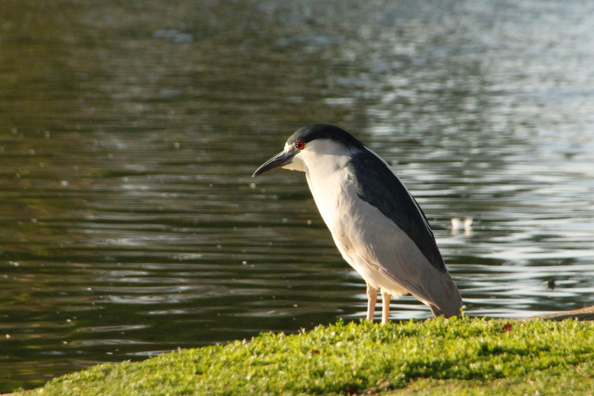 Black-crowned Night Heron - ML428000261