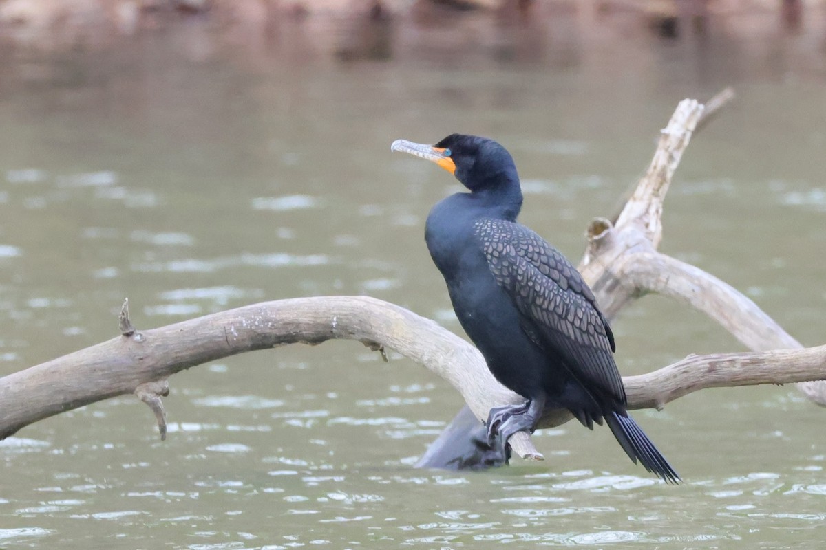 Double-crested Cormorant - Chris Kennelly