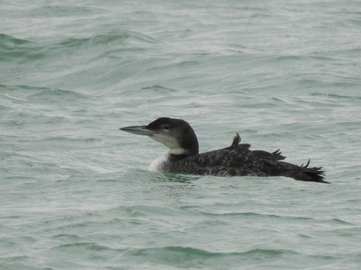 Common Loon - ML428000791