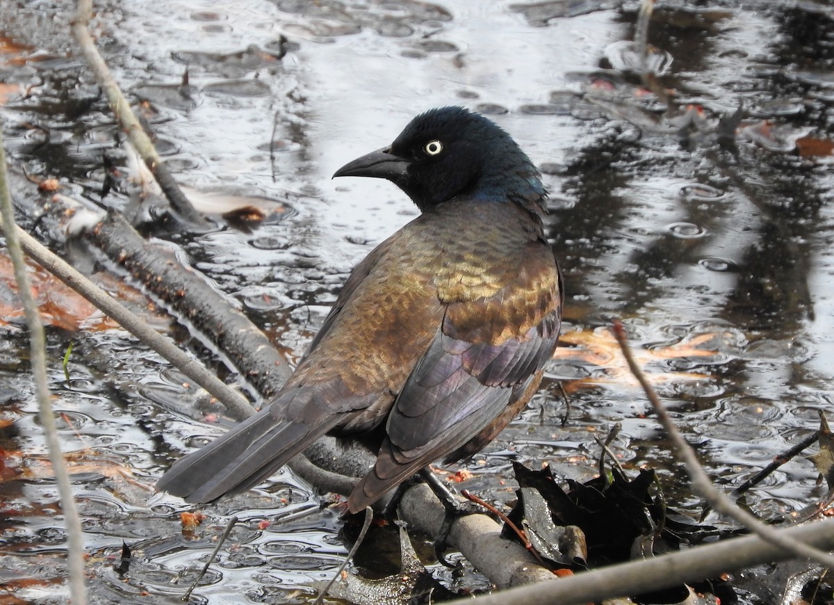 Common Grackle - ML428001081