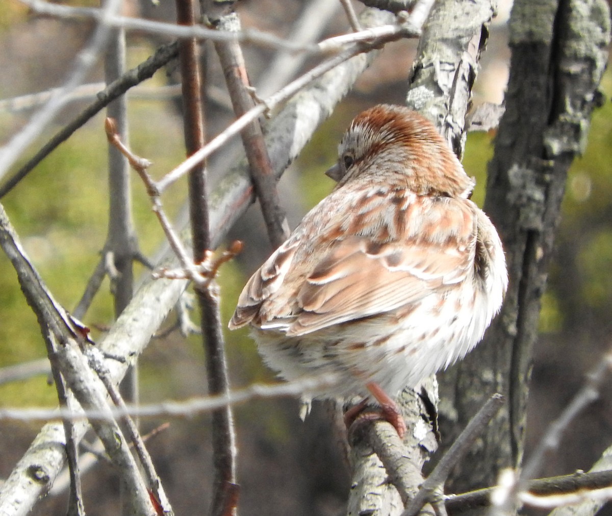 Song Sparrow - ML428001891