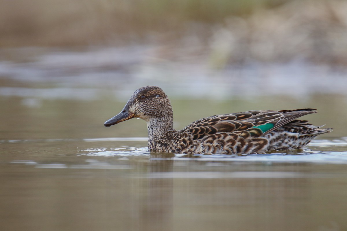 Green-winged Teal (Eurasian) - דויד סבן