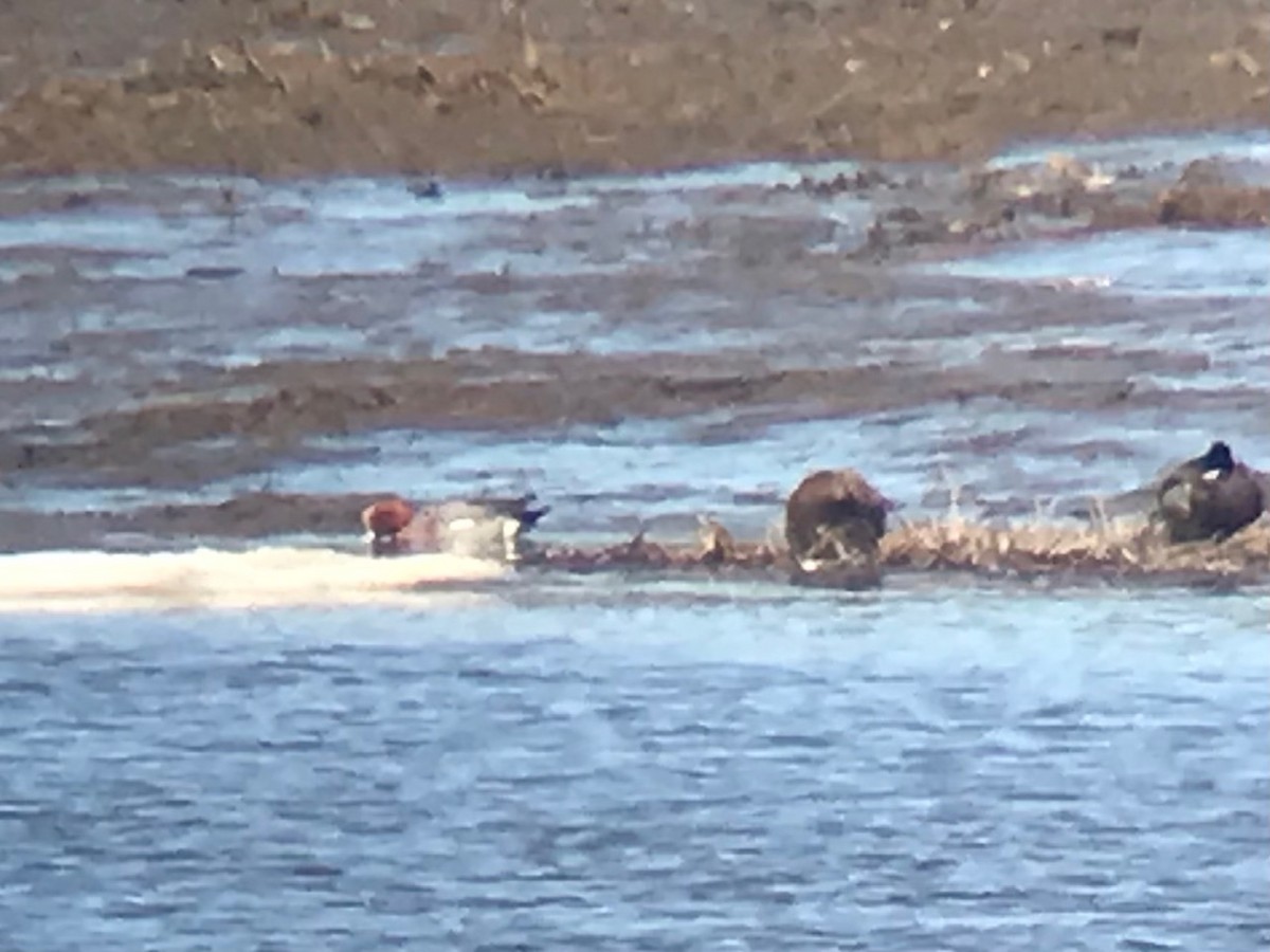 Eurasian Wigeon - ML428003391