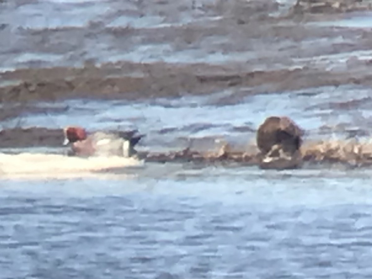 Eurasian Wigeon - ML428003411