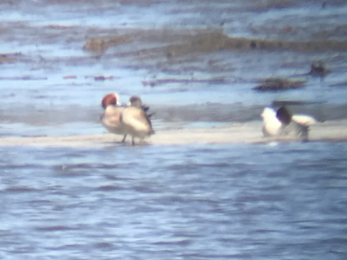 Eurasian Wigeon - ML428003431