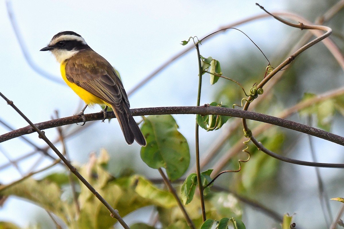 White-bearded Flycatcher - ML428005501