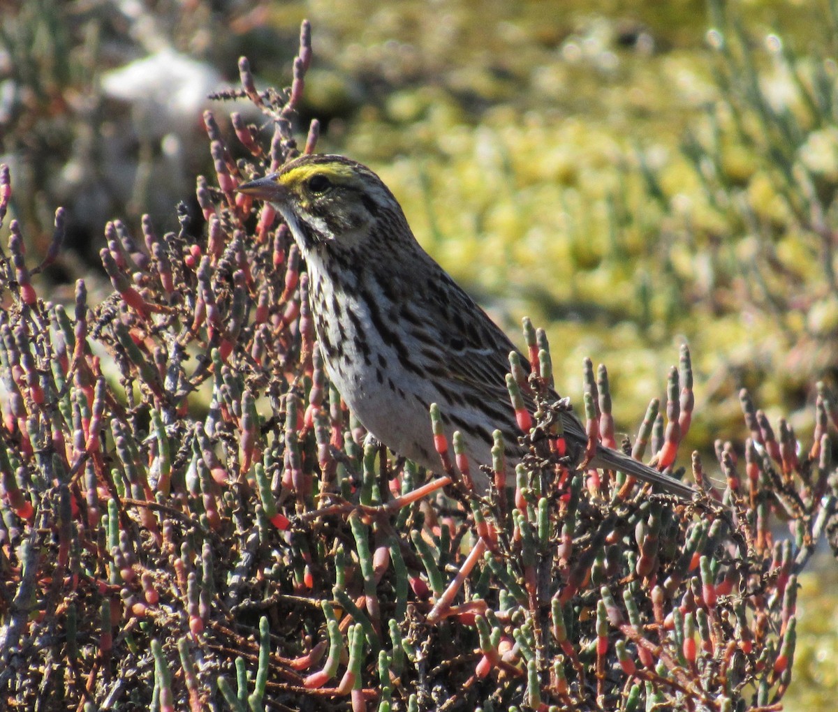 Savannah Sparrow - ML428008801