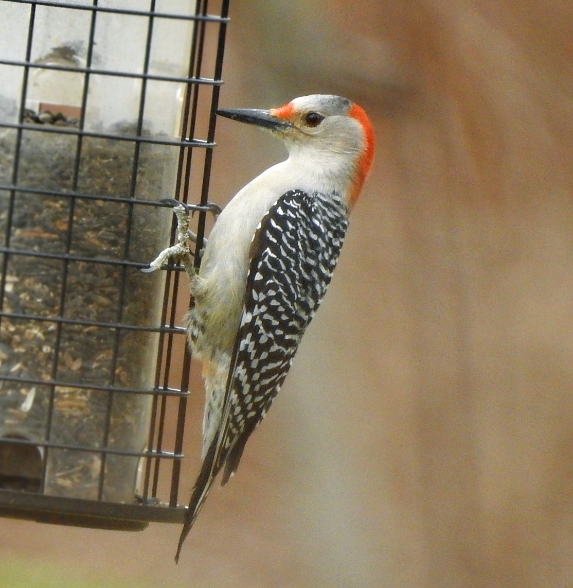 Red-bellied Woodpecker - Aimee LaBarr