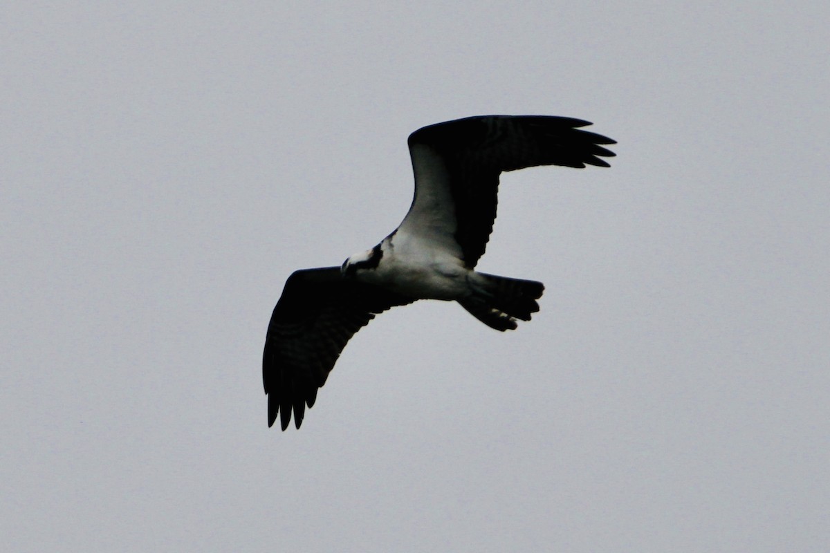 Balbuzard pêcheur - ML428010631