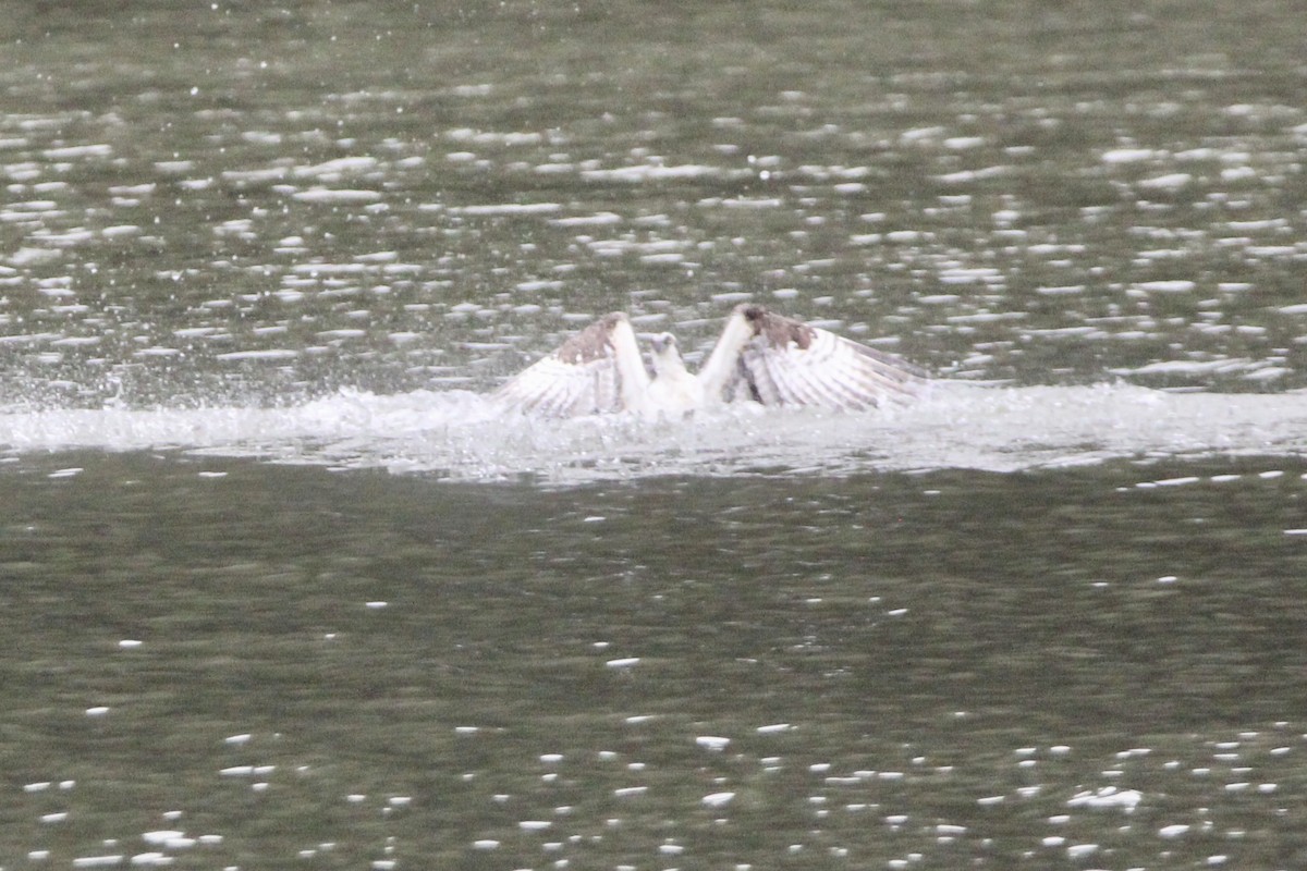 Balbuzard pêcheur - ML428010641