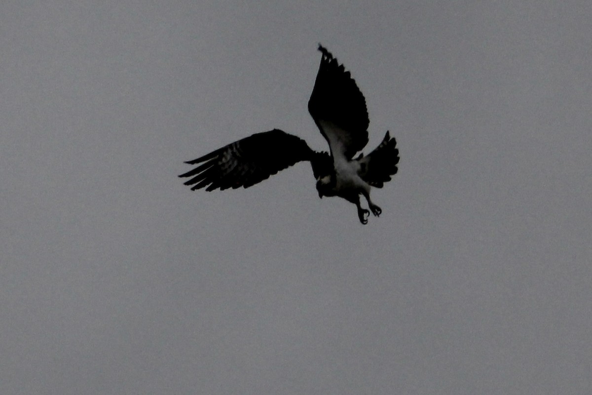 Águila Pescadora - ML428010651