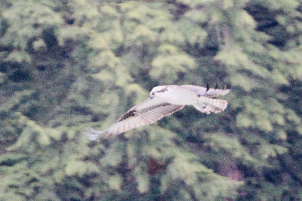 Balbuzard pêcheur - ML428010671