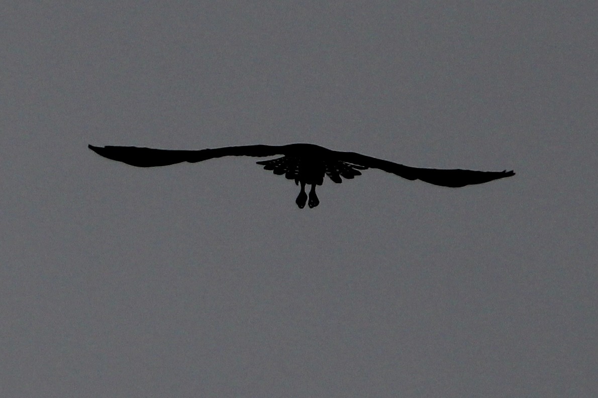 Águila Pescadora - ML428010691