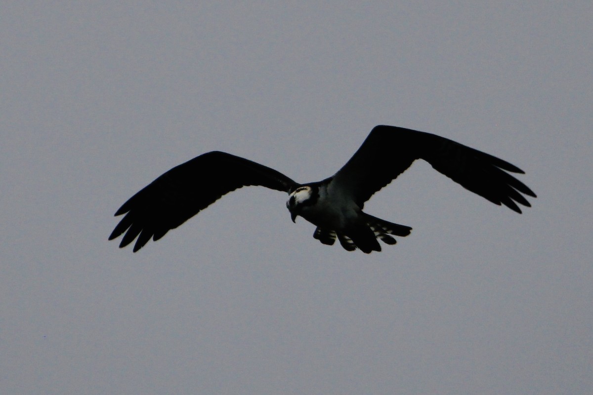 Osprey - Brian Freiwald