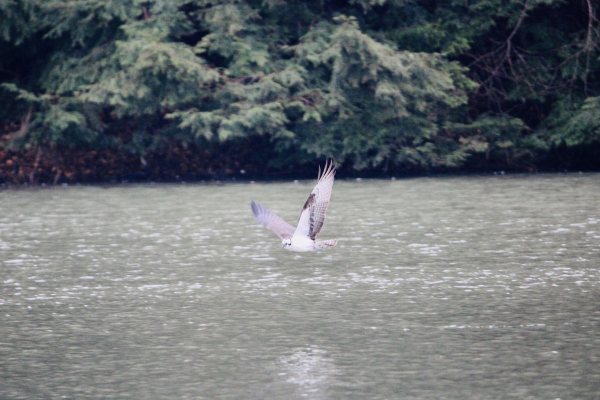 Balbuzard pêcheur - ML428010761