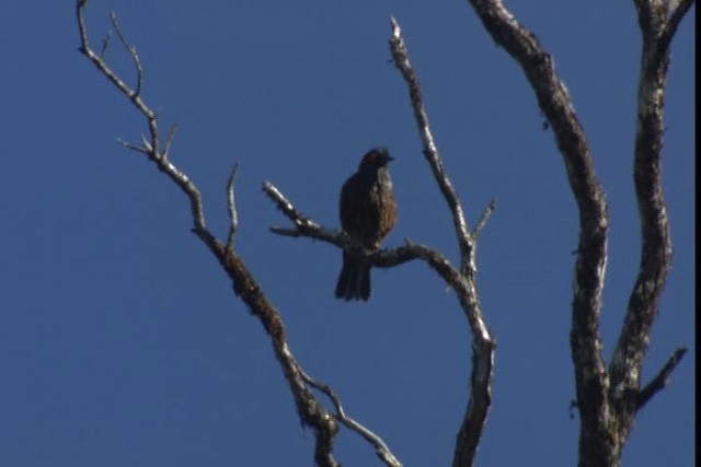 Haubenkleidervogel - ML428011