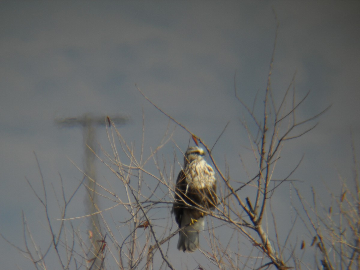 Rough-legged Hawk - Thomas Miko