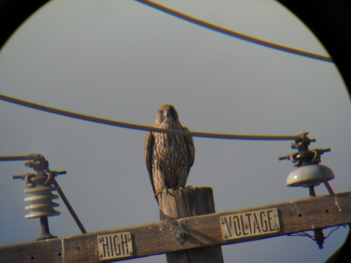 Gyrfalcon - ML428012211