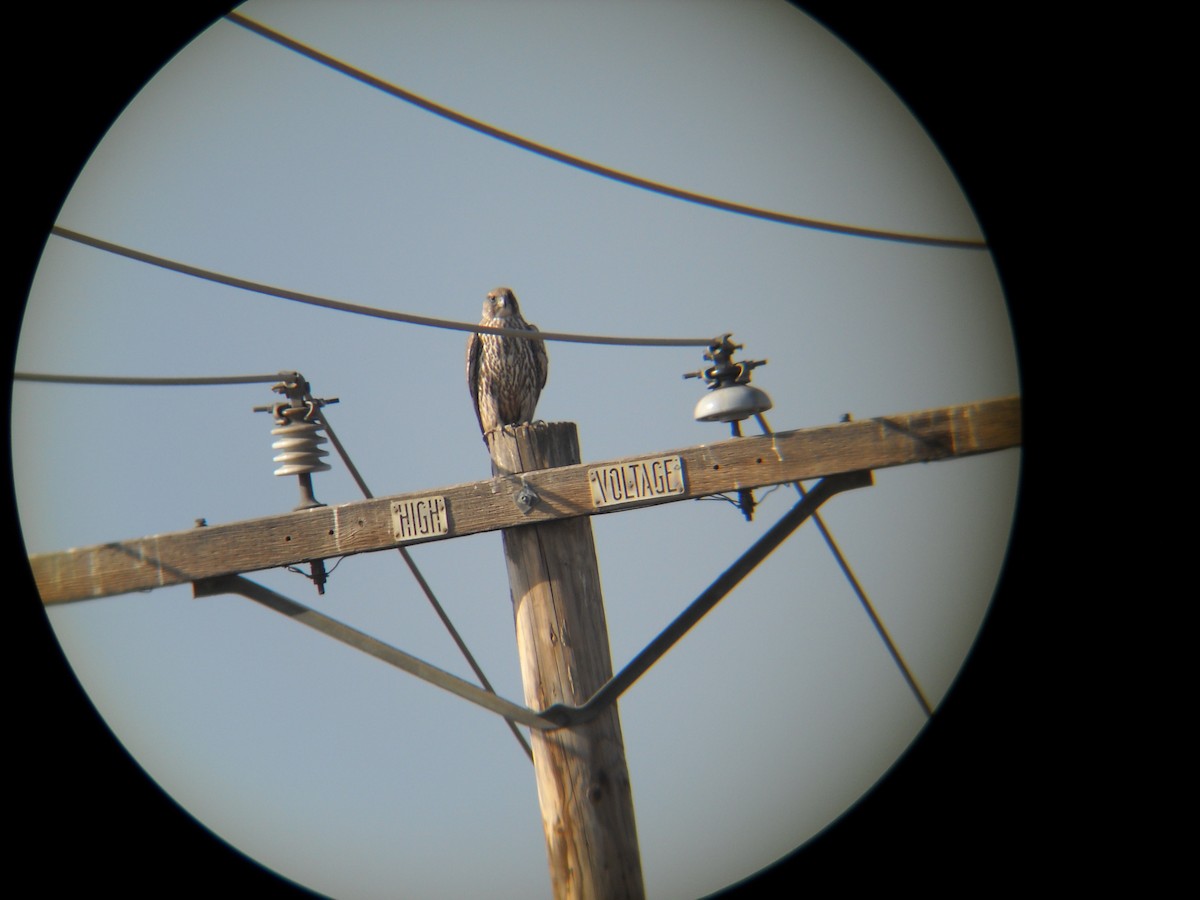 Gyrfalcon - ML428012251