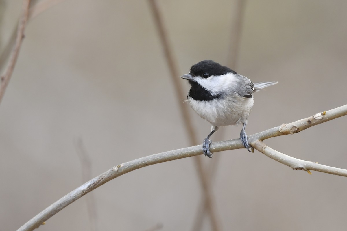 Mésange de Caroline - ML428012791