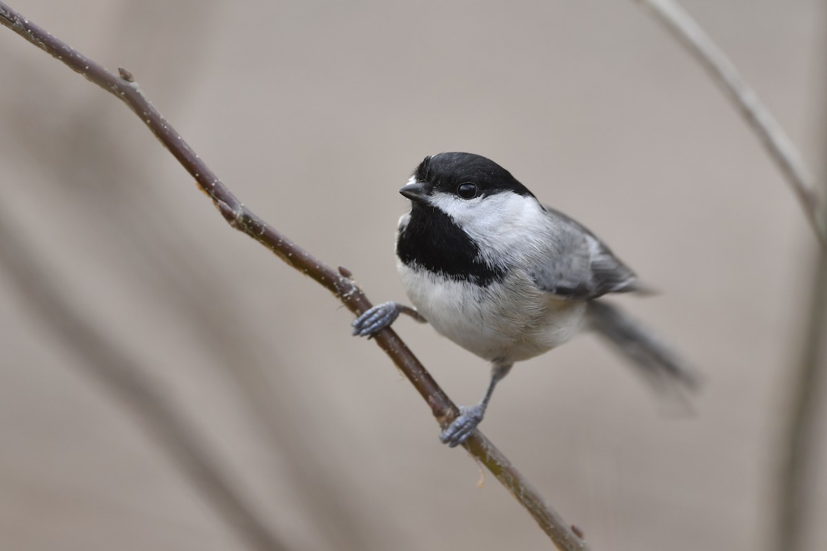 Mésange de Caroline - ML428012831