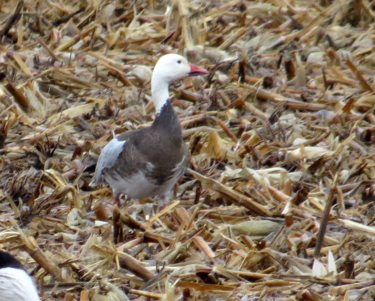 Snow Goose - ML428012991