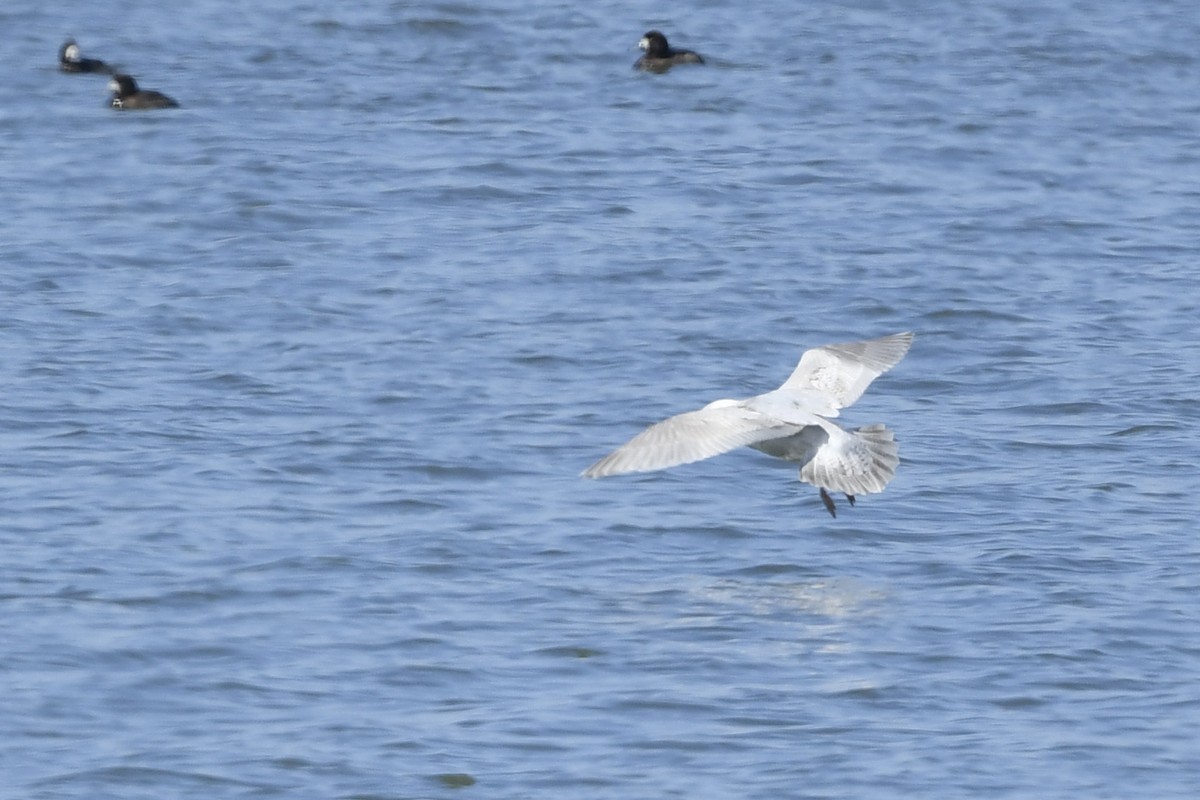 Iceland Gull - ML428013061