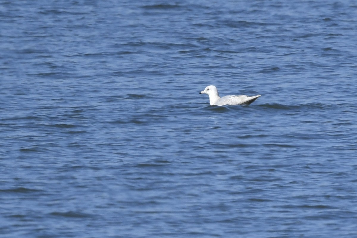 Iceland Gull - ML428013071