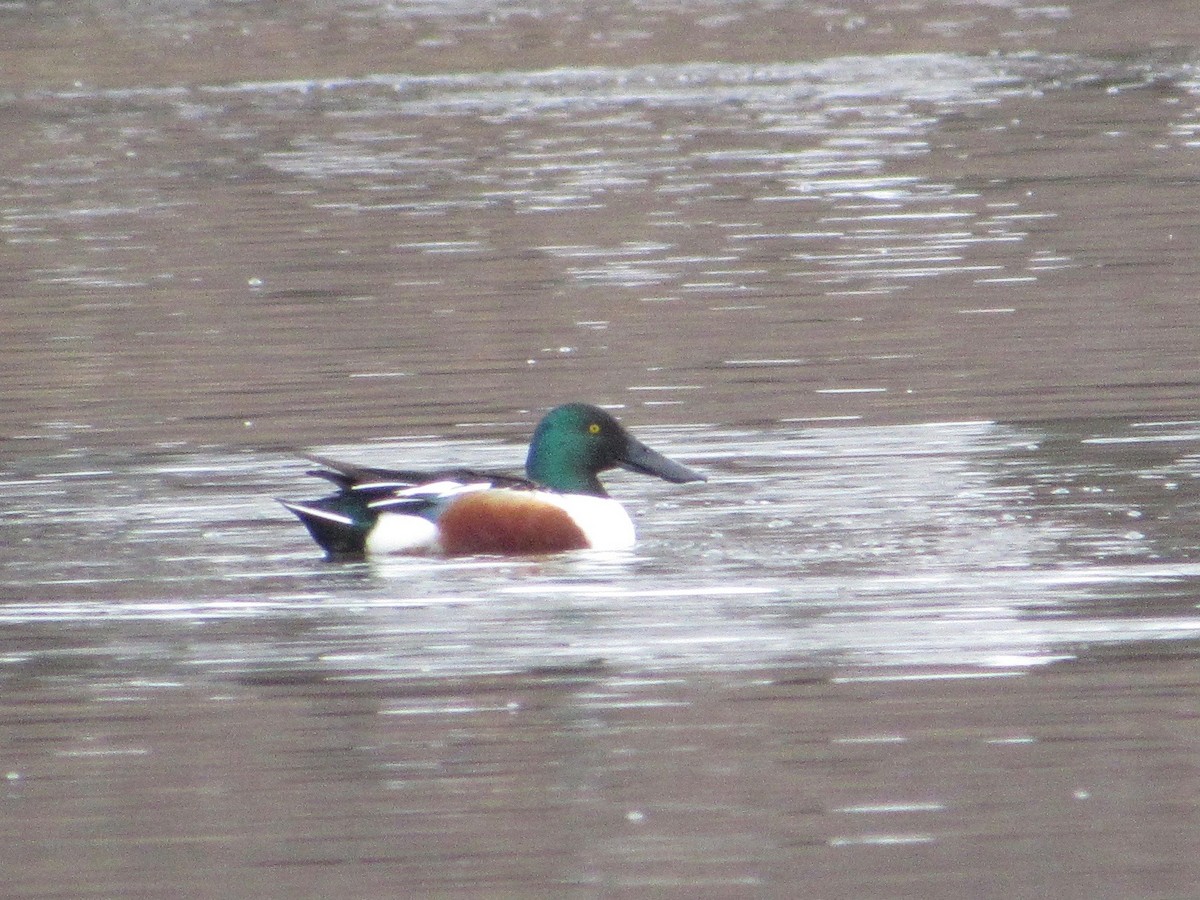 Northern Shoveler - ML428013081