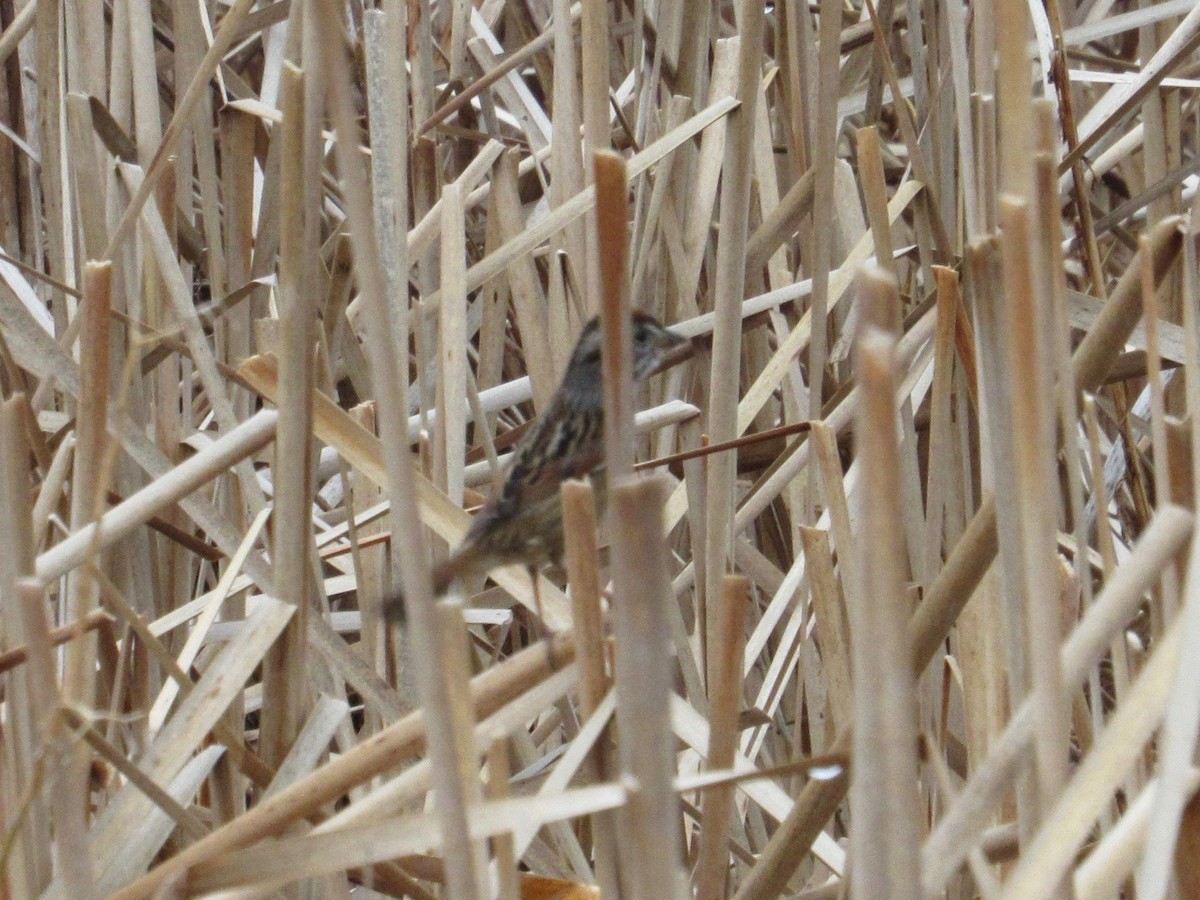 Swamp Sparrow - ML428013281