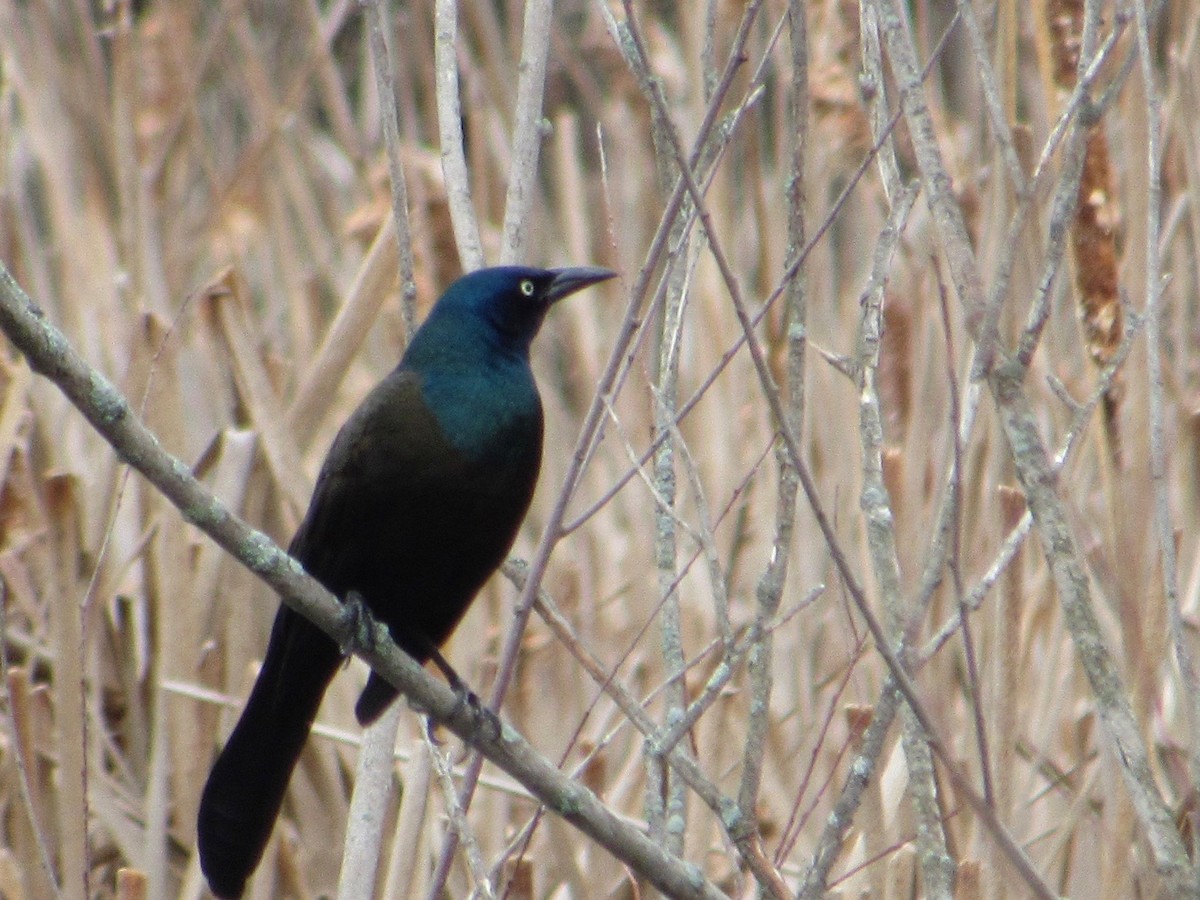 Common Grackle - ML428013551