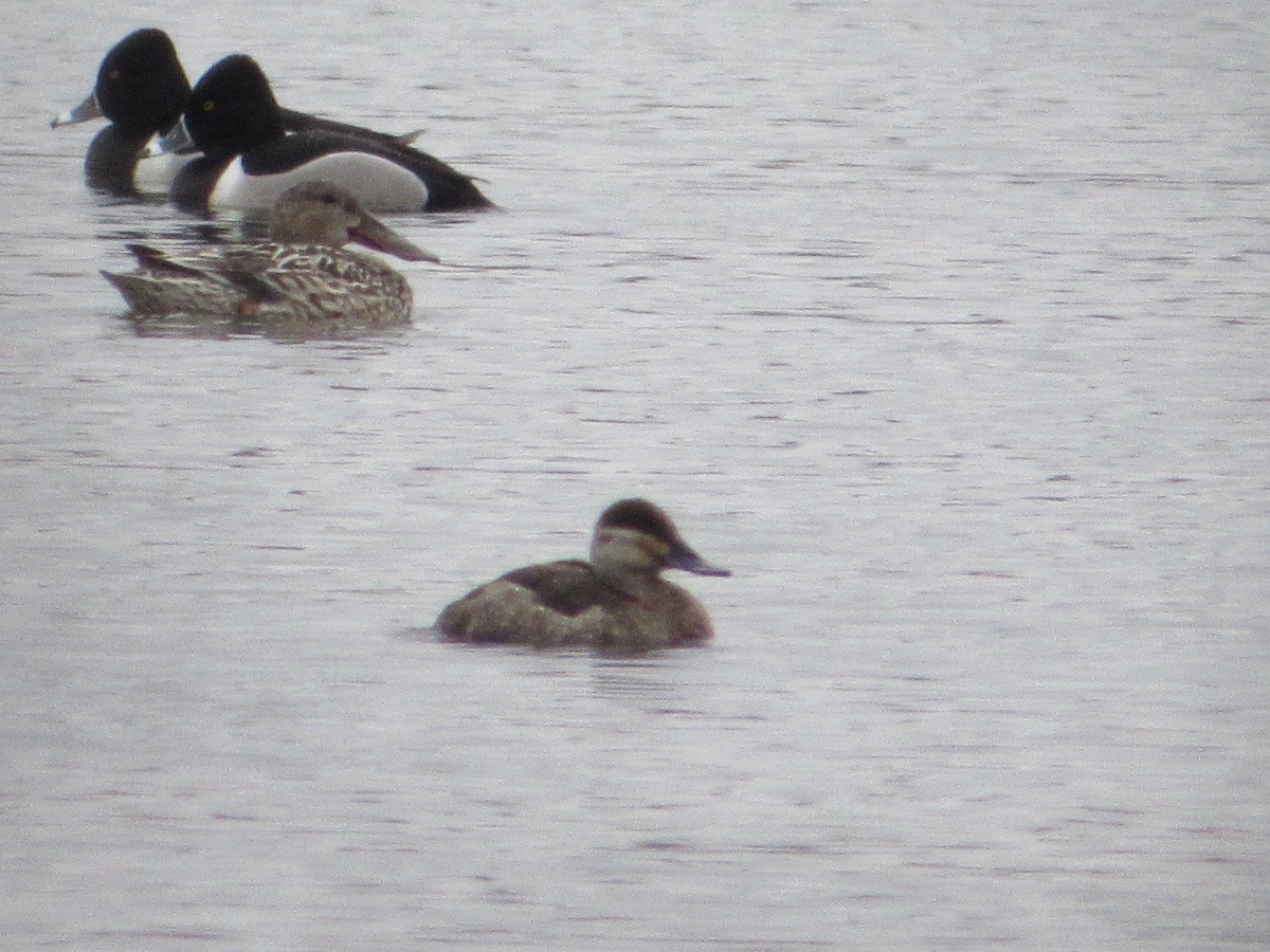 Ruddy Duck - ML428013841