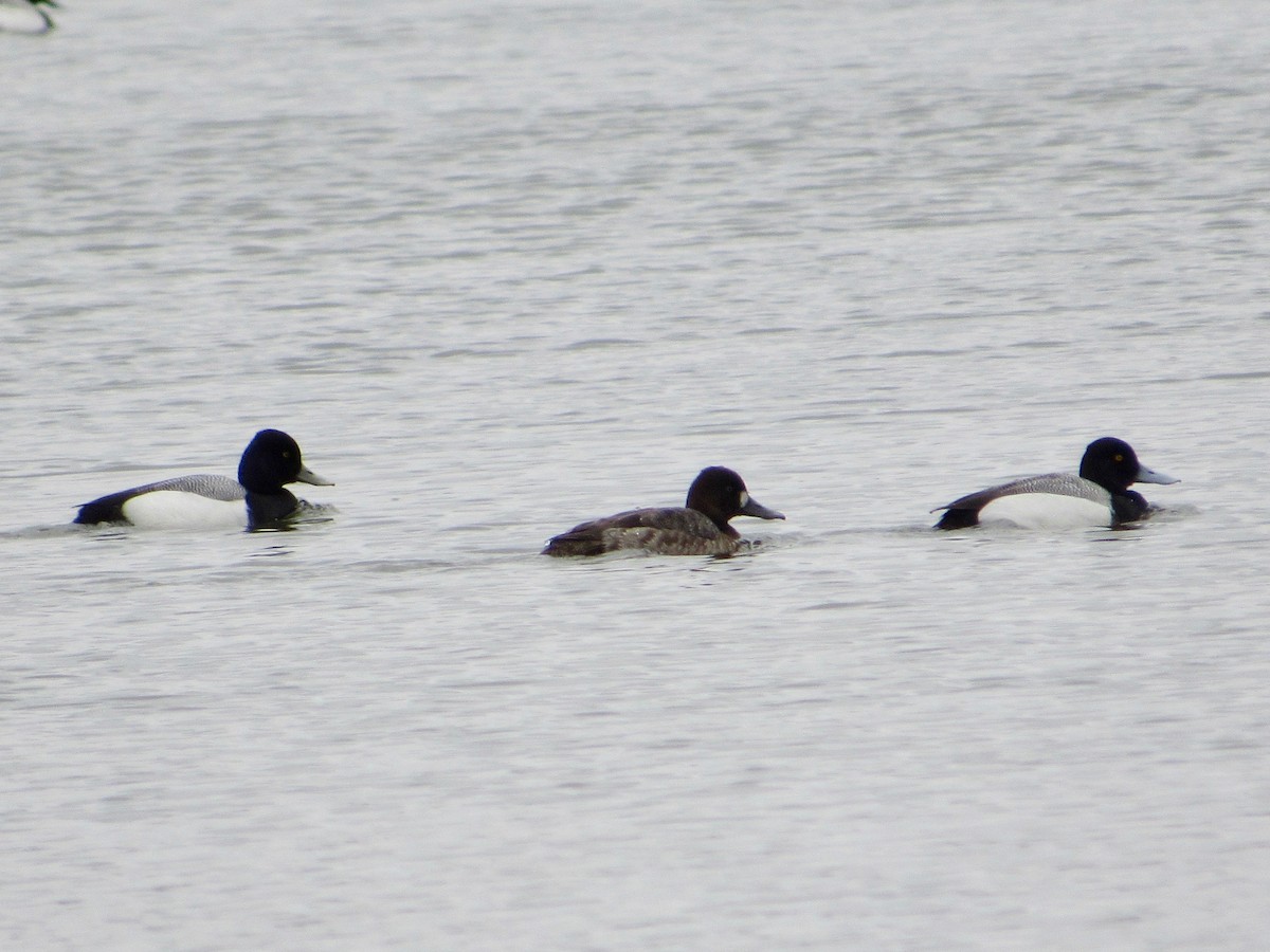 Lesser Scaup - ML428014071