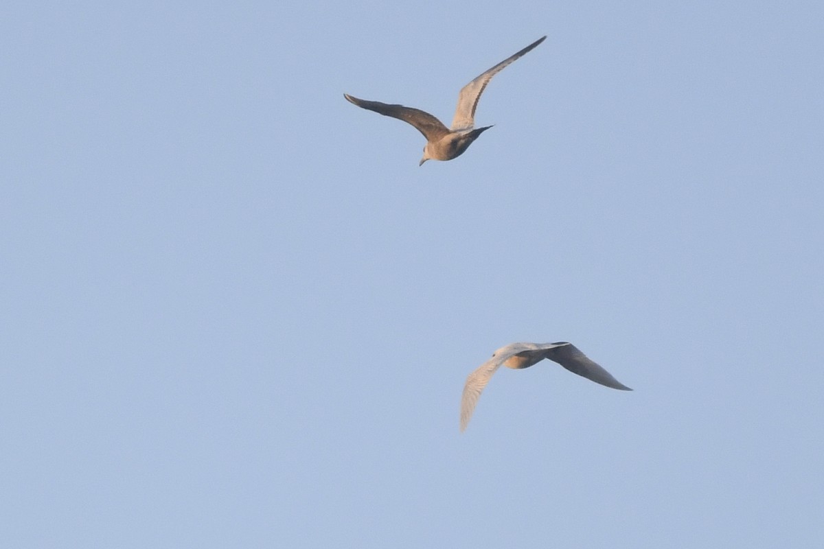 Iceland Gull - ML428014241