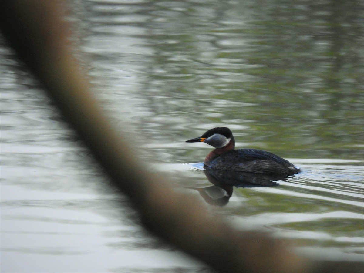Red-necked Grebe - ML428014561