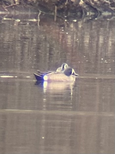 Blue-winged Teal - ML428015251