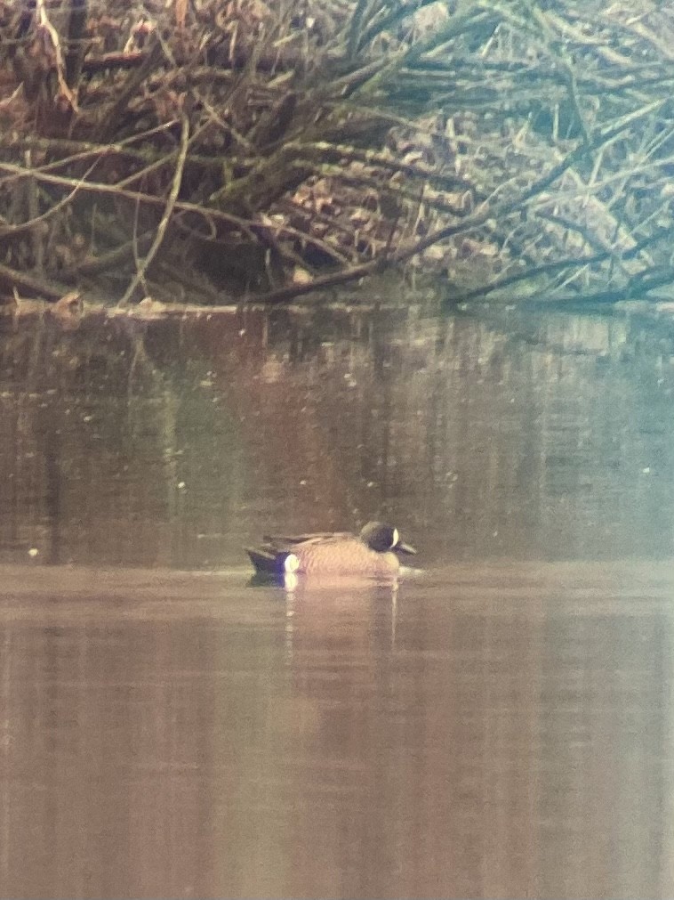 Blue-winged Teal - ML428015331