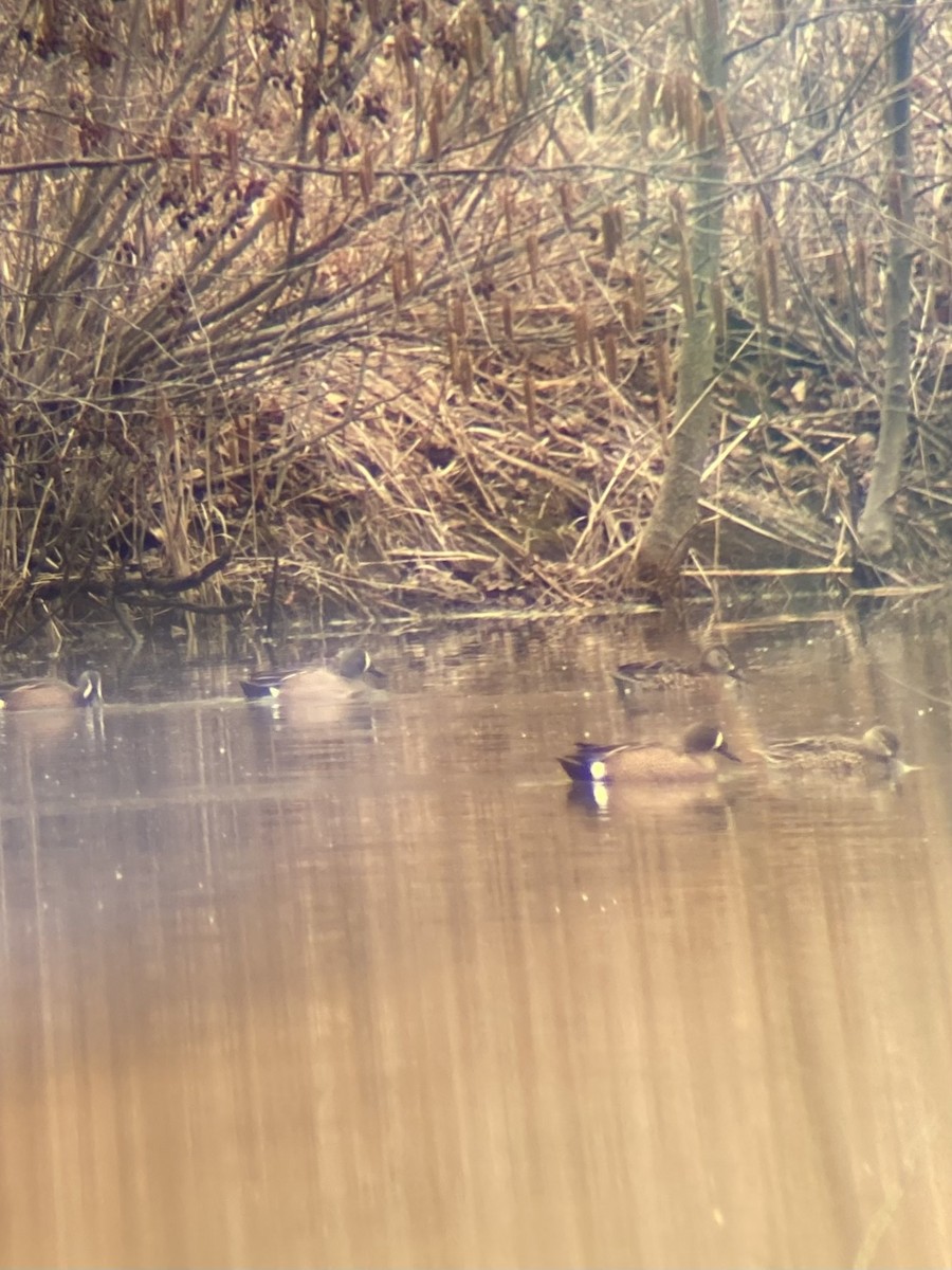 Blue-winged Teal - ML428015551