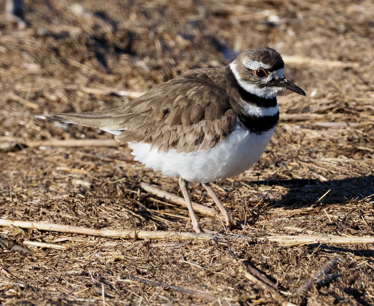 Killdeer - Ken Winkler