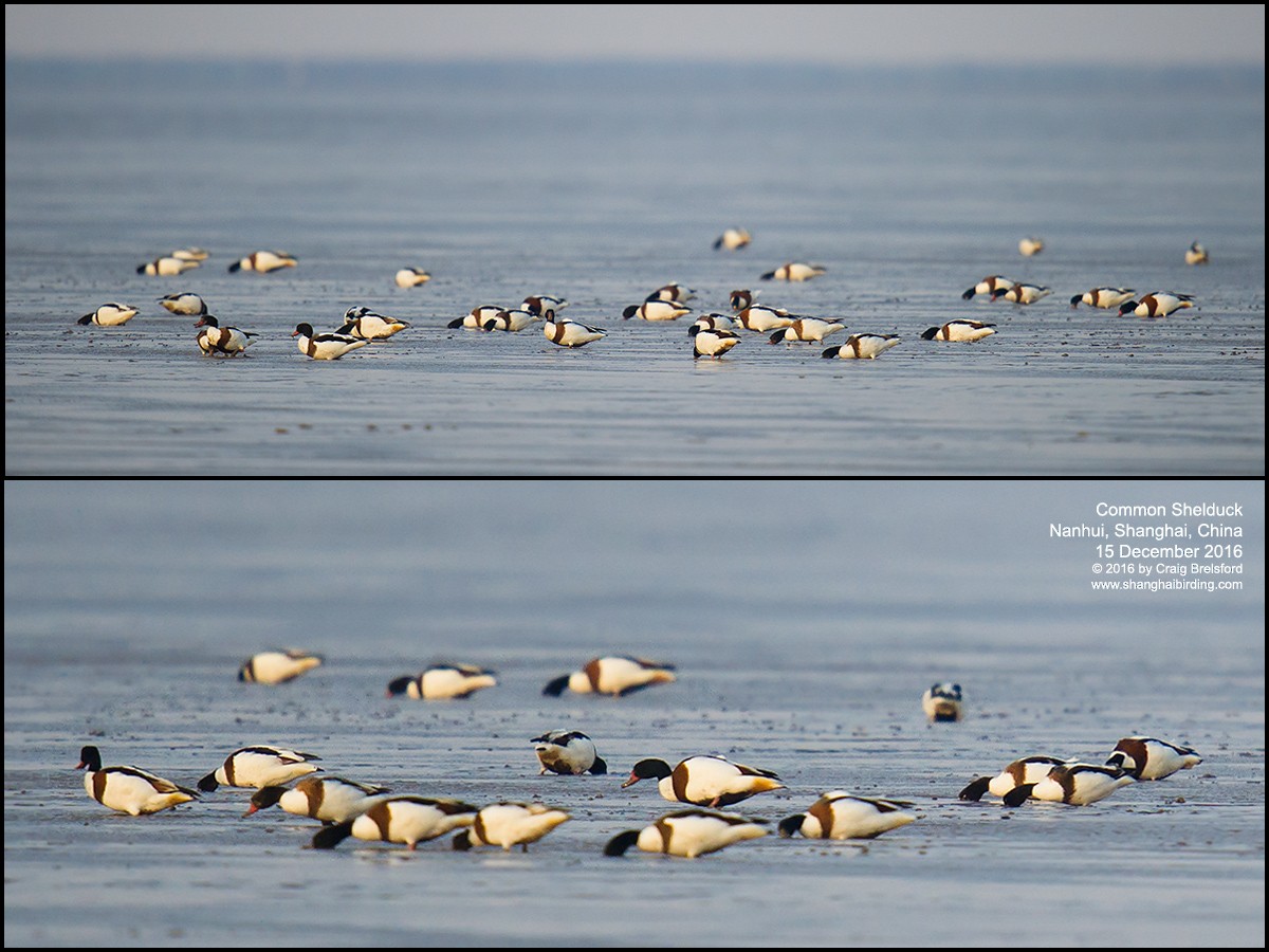 Common Shelduck - ML42801841