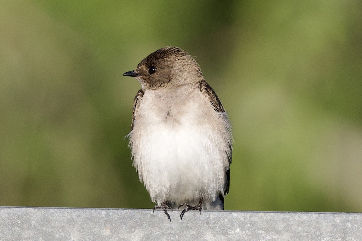 Northern Rough-winged Swallow - ML428020361
