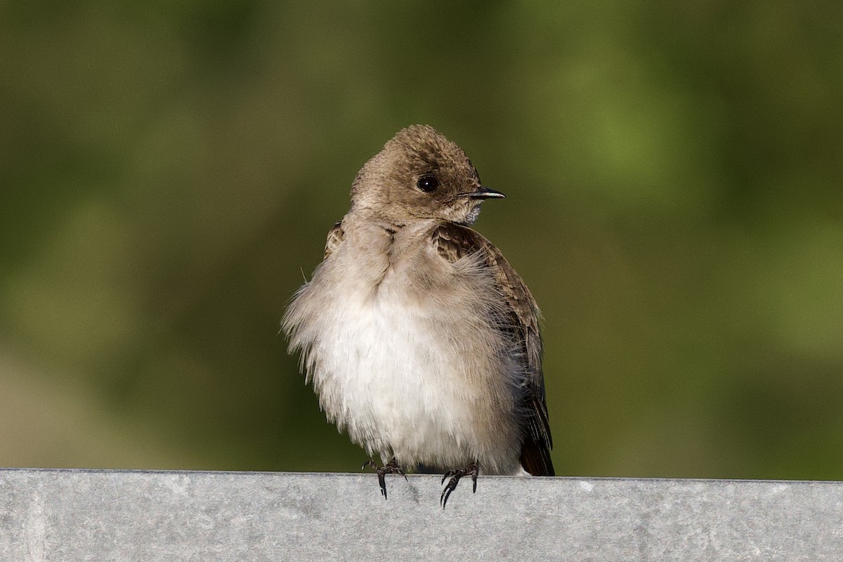 Northern Rough-winged Swallow - ML428020371