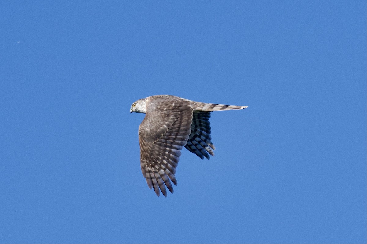 Sharp-shinned Hawk - ML428021591