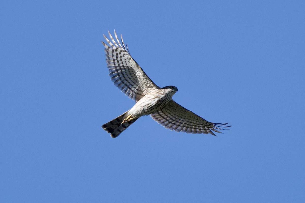 Sharp-shinned Hawk - ML428021601