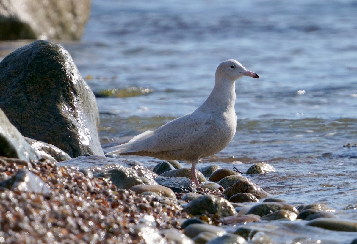 Glaucous Gull - ML428021621