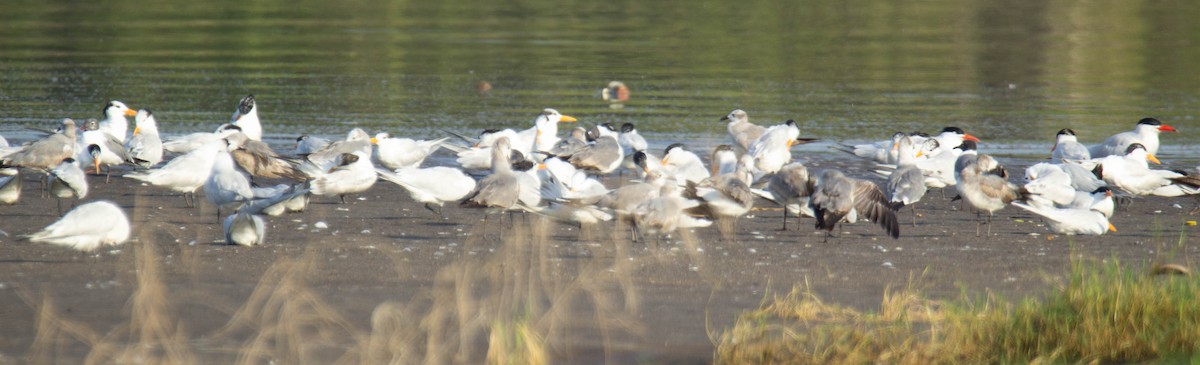 Royal Tern - ML428021841