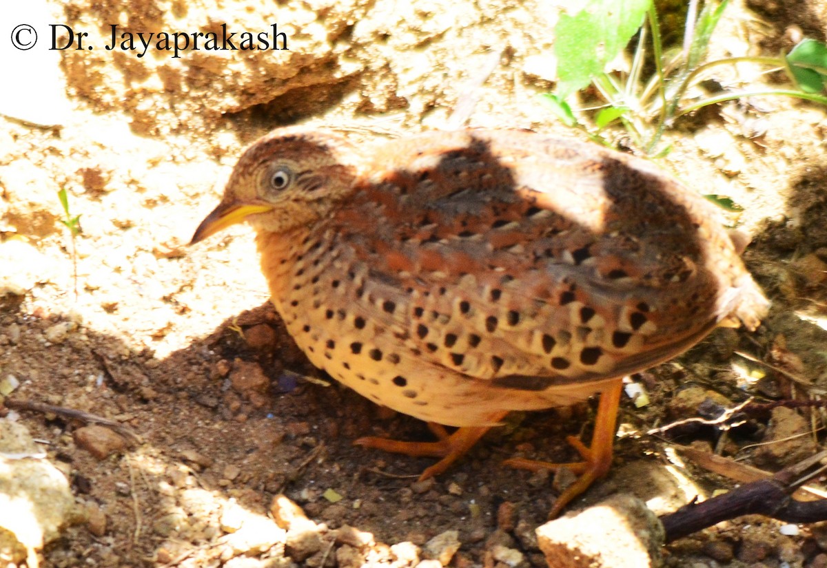 perepel žlutonohý - ML42802331