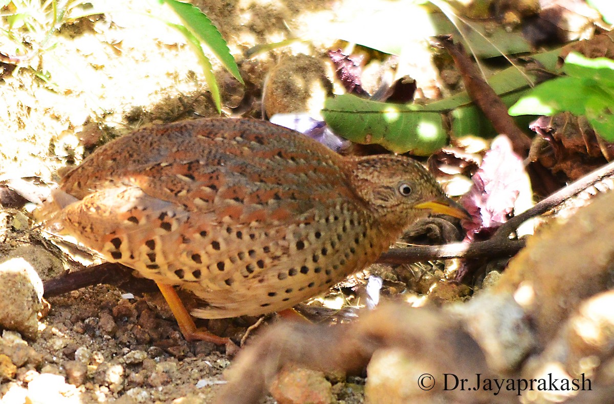Yellow-legged Buttonquail - Umesh Pavukandy