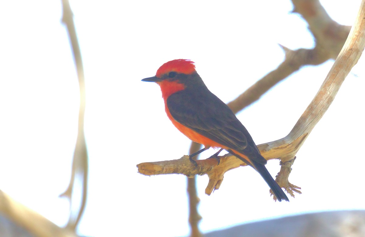 Vermilion Flycatcher - ML428025631